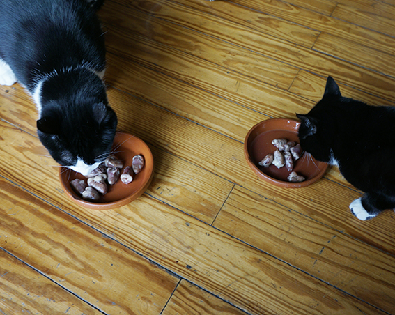 Katzen fressen Hühnerherzen