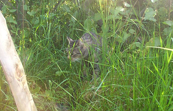 Katze schleicht durch hohes Gras