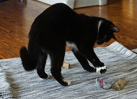 Katze mit toter Maus und Spielzeugen