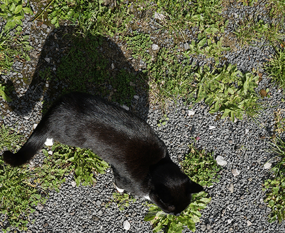 Schwarze Katze mit Schatten