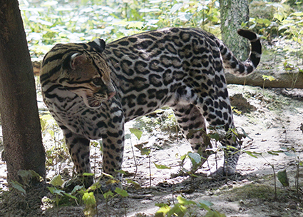 Ozelot Leopardus pardalis
