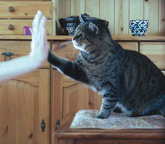 High-Five mit Katze