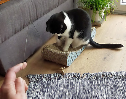 Katze spielt mit Catdancer