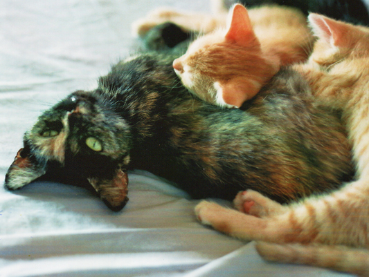 Micky und ihre Kitten