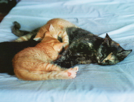 Micky mit Kitten