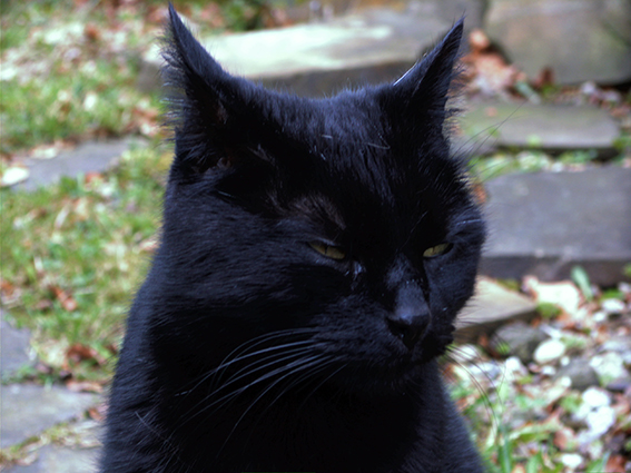 Schwarze Katze blickt ungehalten