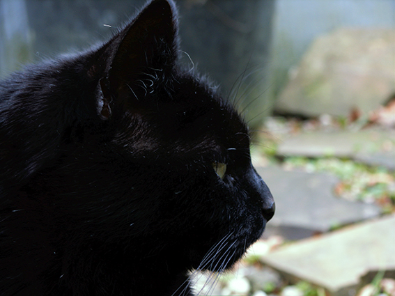 Portrait schwarze Katze