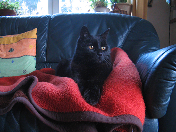 Schwarze Katze auf Sofa
