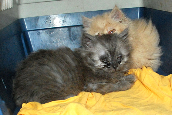 junge Katzen mit Katzenschnupfen