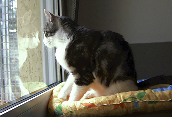 Katze sitzt vor vergittertem Fenster