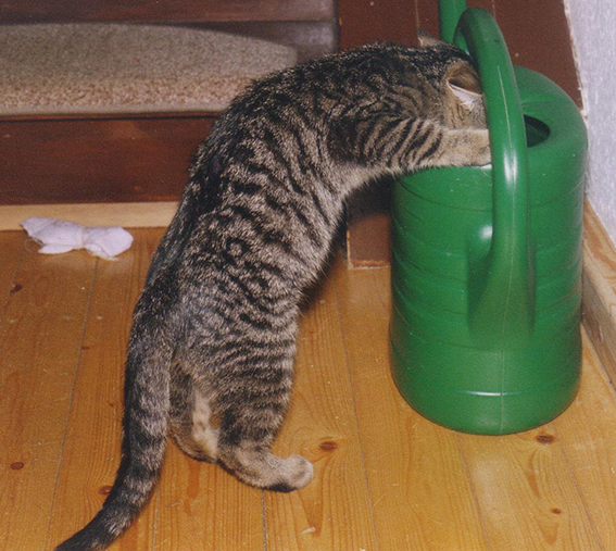 Katze trinkt aus Gießkanne